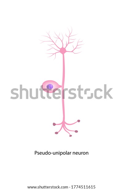 Education Chart Nerve Cell Anatomy Shows Stock Illustration 1774511615 ...