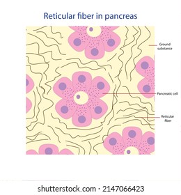 The Education Chart Of Reticular Fiber In Pancreas Shows Ground Substance, Pancreatic Cell And Reticular Fiber.