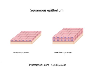 385 Stratified epithelium Images, Stock Photos & Vectors | Shutterstock