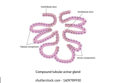 Education chart of structural classification of glands with compound duct, tubular and acinar isolated on white background.