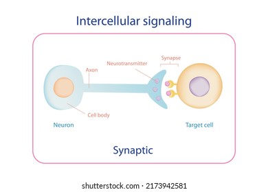 Education Diagram Of Intercellular Signaling Shows Electrical Signal From Axon To Release Neurotransmitter Into The Synapse For Activating Target Cells.