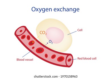 Education diagram of oxygen exchange or respiration of cell involve the blood system, vessels