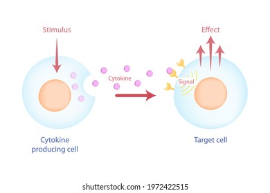 Education Diagram Shows Cytokine Producing Cell Is Induced By Stimulus And Released Cytokine To Target Cell Then It Response To Biological Effect.