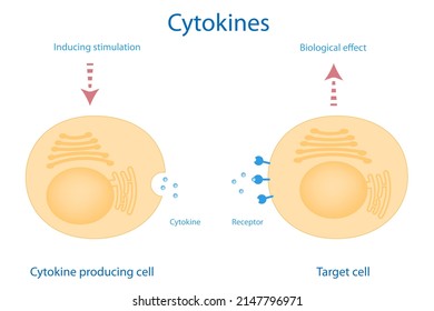 Education Diagram Shows Cytokine Producing Cell Is Induced By Stimulus And Released Cytokine To Target Cell Then It Response To Biological Effect.