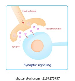 Education Diagram Of Synaptic Signaling Shows Electrical Signal From Neuron To Release Neurotransmitter Into The Synapse For Activating Response.