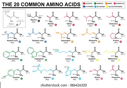 Protein Amino Acid Chart