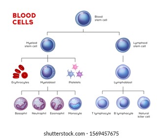 Educational illustration of blood cell types. Erythrocytes, eosinophil, neutrophil, plateletes, leukocytes, lymphocytes, monocytes, basophil etc. 