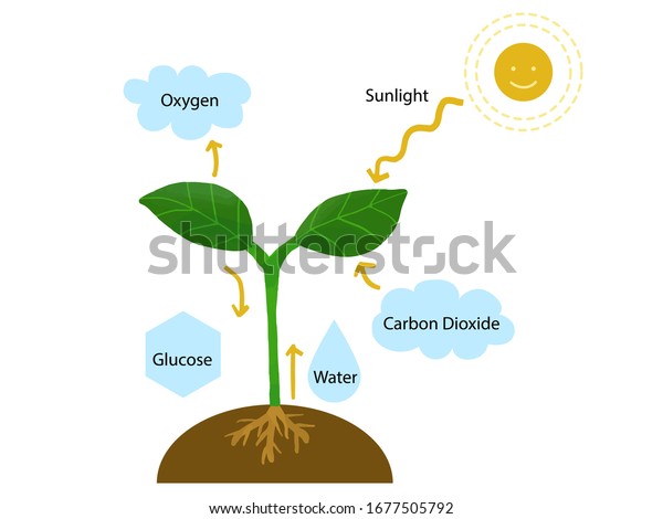 Educational Illustration How Plants Photosynthesis Stock Illustration ...