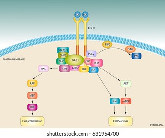 5,700 Signaling receptor Images, Stock Photos & Vectors | Shutterstock