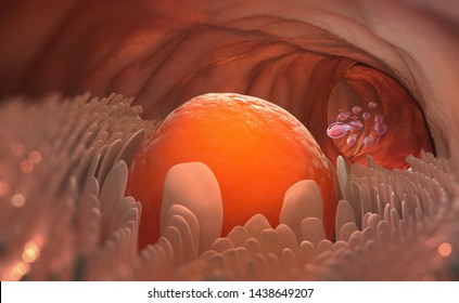 Egg Cell Leaves The Ovary. Ovulation. Natural Fertilization. 3D Illustration On Medical Topics