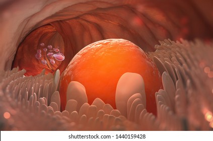 Egg Cell Leaves The Ovary. Ovulation. Natural Fertilization. 3D Illustration On Medical Topics