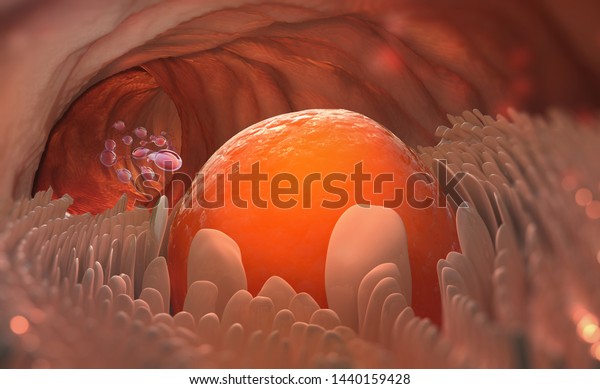 Egg cell leaves the ovary.\
Ovulation. Natural fertilization. 3D illustration on medical\
topics