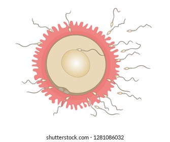 30 Sperm cells surrounding egg Images, Stock Photos & Vectors ...