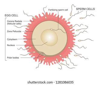 58 Sperm Surround Egg Images, Stock Photos & Vectors | Shutterstock