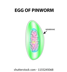mesaj scurt de pinworms