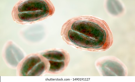 Enterobius vermicularis vetor, Oxiuriază - Wikipedia