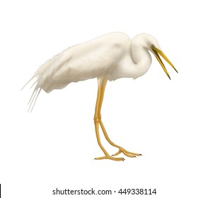 2,073 White egret Stock Illustrations, Images & Vectors | Shutterstock