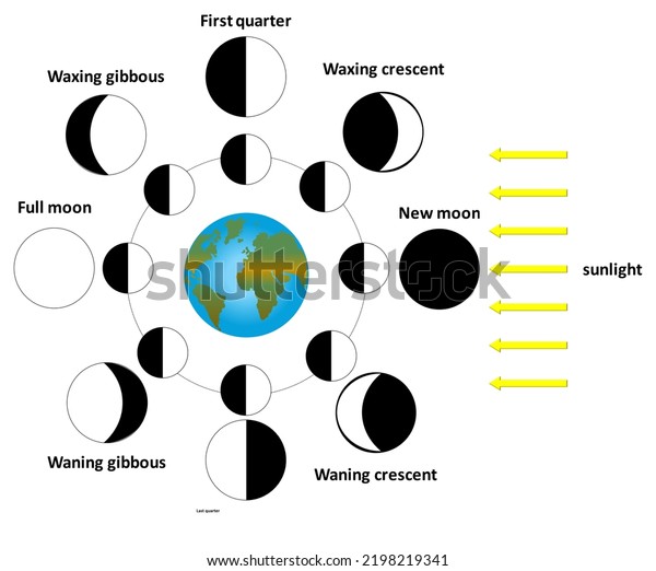 Eight Moon Phases During Month Stock Illustration 2198219341 | Shutterstock