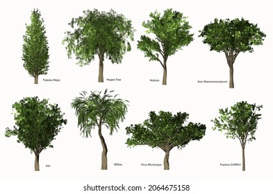 5 Temperate Zone Plant With Names Images, Stock Photos & Vectors ...