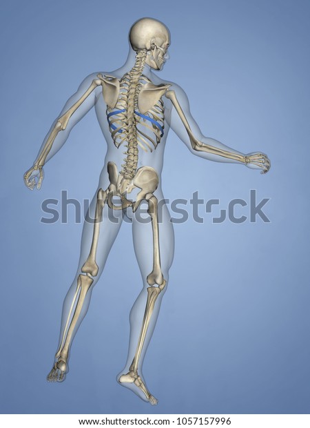 Eighth Rib Rib Cage 3d Model のイラスト素材