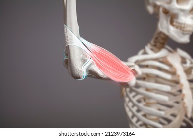 Elbow bone and muscle anatomy, 3d illustration