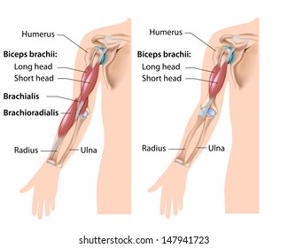 Elbow flexor muscles, labeled drawing.