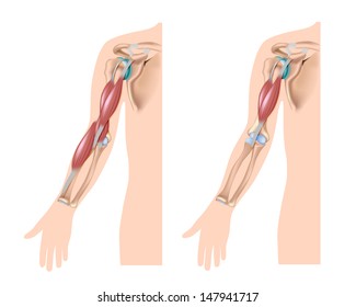 Arm Diagram Hd Stock Images Shutterstock