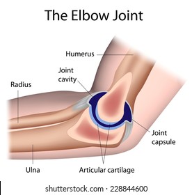 The elbow joint anatomy labeled.