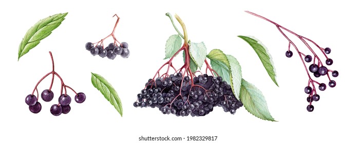 El set bayas Elderberry