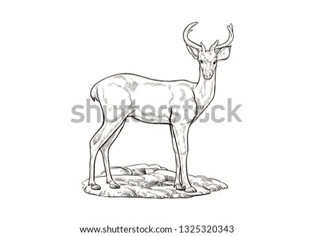 Elds Deer Hand Drawn Illustration Coloringanimals Stock Illustration