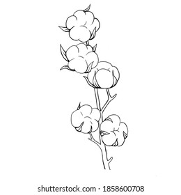 Elegant Hand Drawing Of A Branch Of Cotton