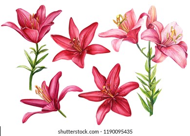 884,195 Lily flower background Images, Stock Photos & Vectors ...