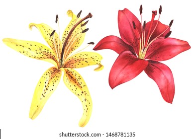 Elegant Lily, Yellow And Red Lily Flower On An Isolated White Background, Watercolor Illustration