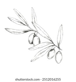 Elegant pencil drawing clipart of an olive branch with four fruits and slender leaves. This illustration can be used in website design, branding, or as a decorative motif in packaging or invitations - Powered by Shutterstock