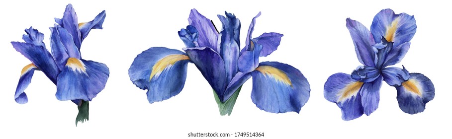 Element of iris flowers.  Isolated watercolor illustration. Botanical illustration.