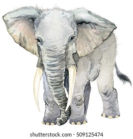 Elephant. African Animals. Watercolor Animal Illustration