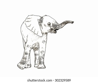 Elephant Baby Sketch