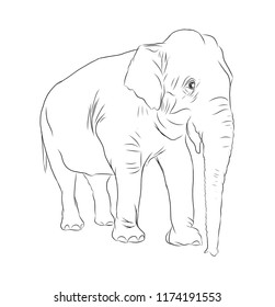 Elephant Black Outline On White 2d Stock Illustration 1174191553 ...