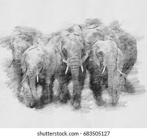 Elephant. Black and white sketch with pencil