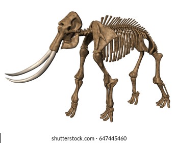 Elephant Body Skull 3D rendering.