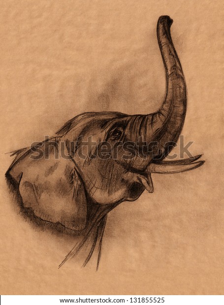 Elephant Head Pencil Drawing Realistic Sketch Stock 