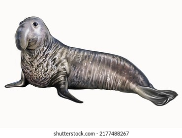 Elephant Seals, Mirounga, Realistic Drawing, Illustration For Antarctica Animal Encyclopedia, Isolated Image On White Background