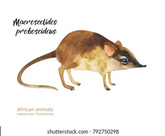 Elephant shrew - Macroscelides proboscideus - isolated on whitre watercolor illustration.