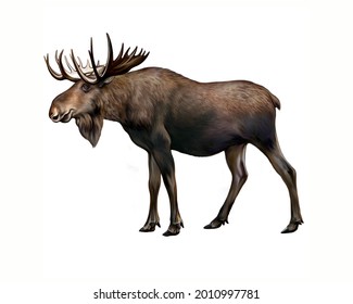 Elk (Alces), realistic drawing, illustration for encyclopedia of animals of forests and marshes, large artiodactyl mammal, isolated image on white background