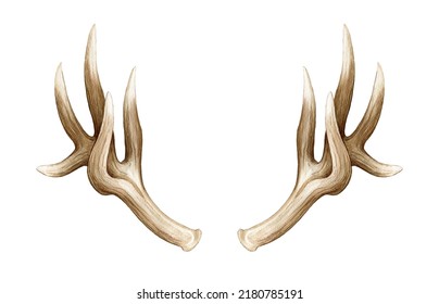 Elk Horns Watercolor Illustration. Stag Pair Of Horns. Wildlife Natural Animal Decoration Head Element