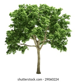 Elm Tree Isolated