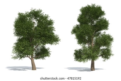 Elm Tree Isolated On White Background Stock Illustration 47815192 ...