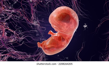 Embryo for 6 weeks, 3d Render. 6 or 8 weeks of pregnancy. Fetus in the womb