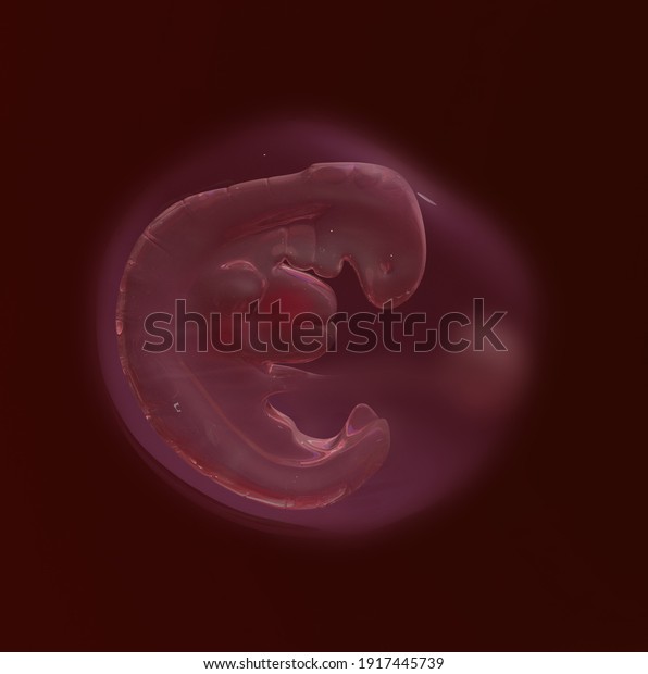 embryo in the early stages of
pregnancy, human development and ontogenesis, 3D
render