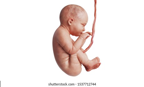 Embryo Human Development Fetus Unborn Baby Cute, Side View. 3D Rendering